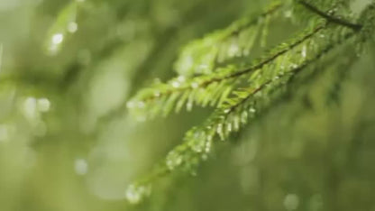 مرطب LED بـ 7 ألوان مستوحى من قطرة المطر